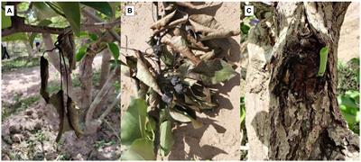 Discovery and characterization of a novel pathogen Erwinia pyri sp. nov. associated with pear dieback: taxonomic insights and genomic analysis